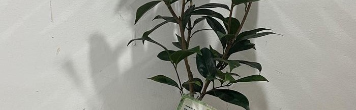 重庆狼队止步季后赛，山茶花见证未折锐气