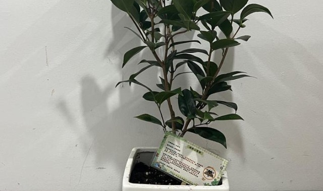 重庆狼队止步季后赛，山茶花见证未折锐气